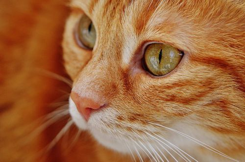 Сальмонеллез у кошек: симптомы, лечение