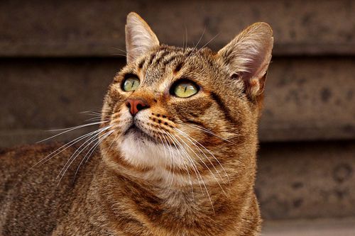 Домашняя кошка: история приручения, виды